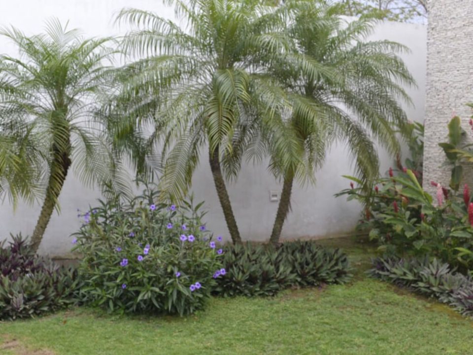 Jardín residencial con palma y pasto en Mérida
