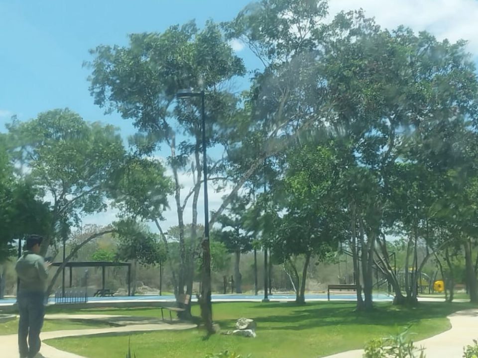 Área verde con árboles en desarrollo